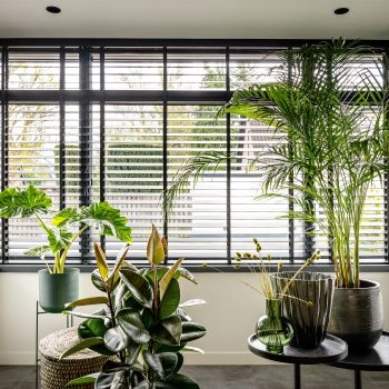 Urban jungle