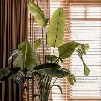 Botanisch interieur