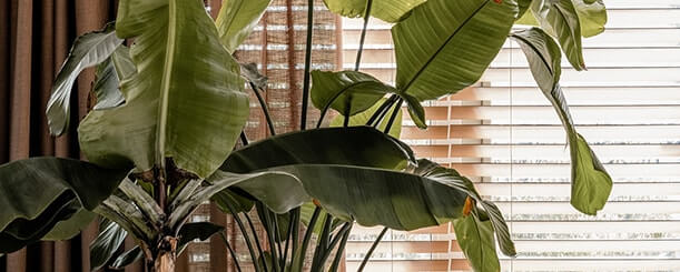 Botanisch interieur – zo haal je de botanische stijl in huis